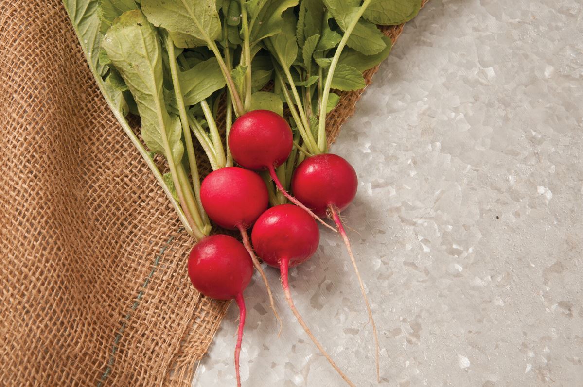 Sora – Organic Radish Seed